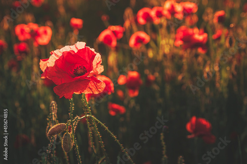 Pole pełne czerwonych maków w promieniach słońca