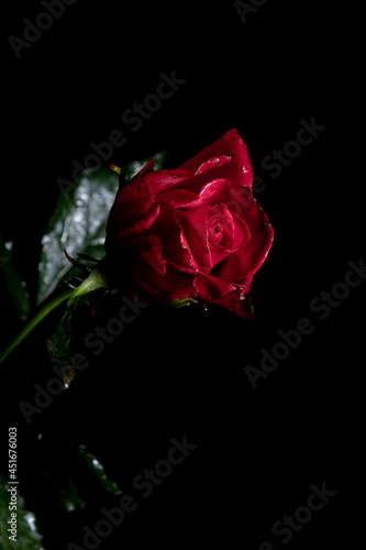 Beautiful exquisite burgundy rose on a stem on a black background. Low key photography.