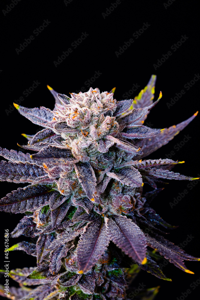 Waffle Cone cannabis flower live cut at harvest Waffle Cone cannabis flower live cut at harvest