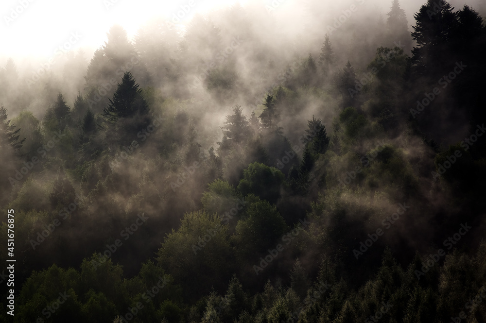 Fototapeta premium Krajobraz leśny wierzchołki drzew las we mgle panorama 