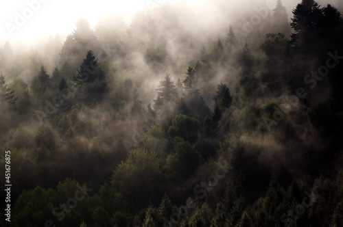 Krajobraz le  ny wierzcho  ki drzew las we mgle panorama  