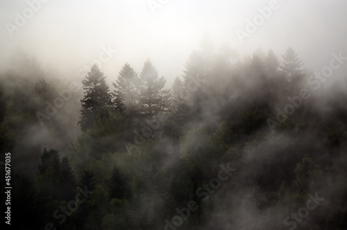 Krajobraz leśny wierzchołki drzew las we mgle 