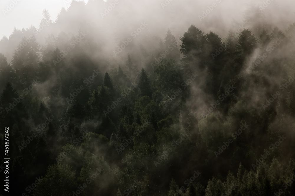 Krajobraz leśny wierzchołki drzew las we mgle	

