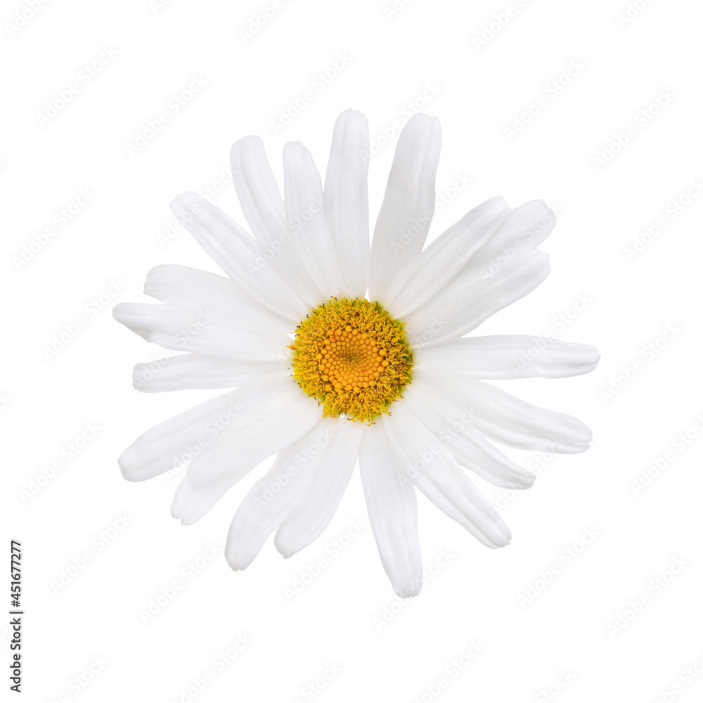 Close up of white daisy flower