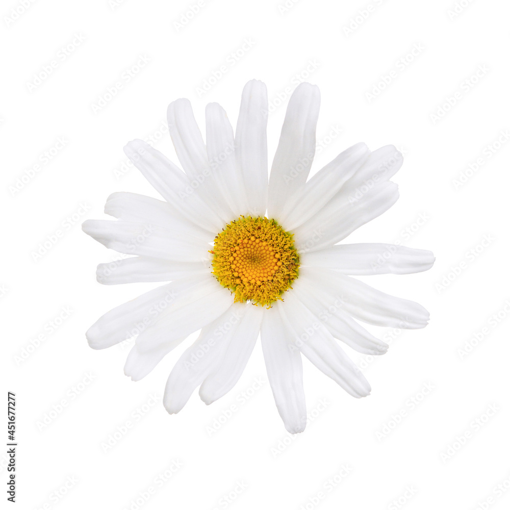Close up of white daisy flower Close up of white daisy flower