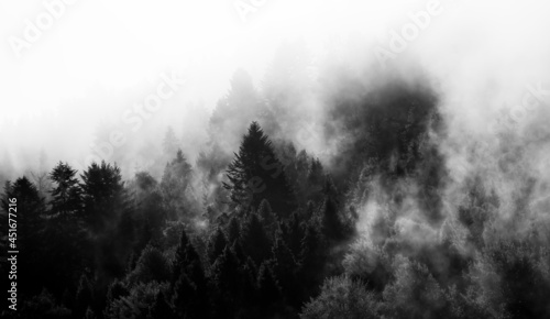 Krajobraz leśny BW wierzchołki drzew las we mgle 