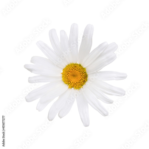Close up of white daisy flower