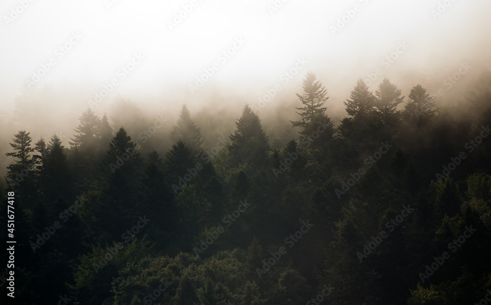Krajobraz leśny wierzchołki drzew las we mgle panorama	
 - obrazy, fototapety, plakaty 