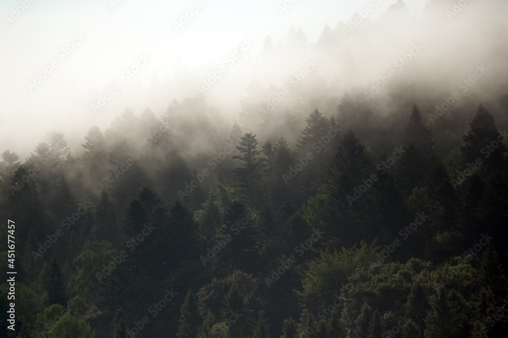 Krajobraz leśny wierzchołki drzew las we mgle	
 - obrazy, fototapety, plakaty 