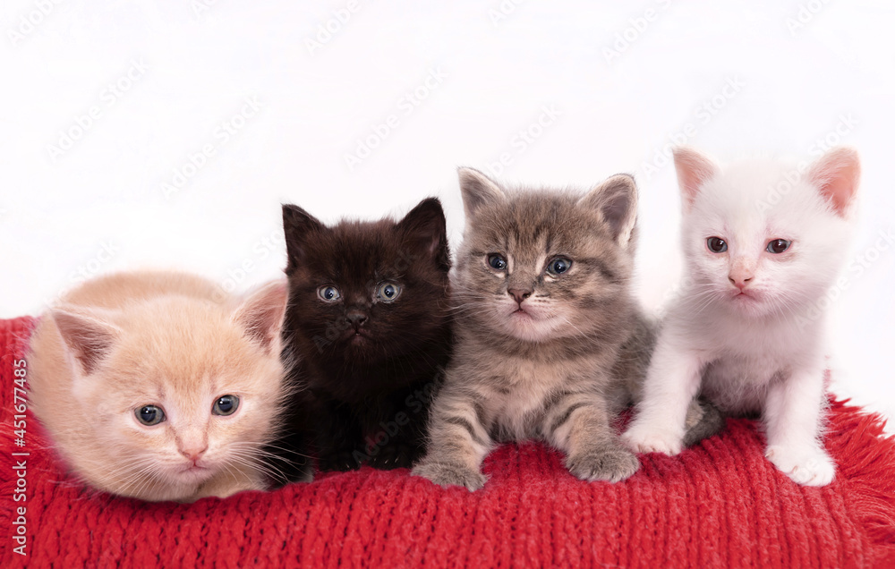 Studio isolated portrait of group of kittens against white background on red fabric Studio isolated portrait of group of kittens against white background on red fabric
