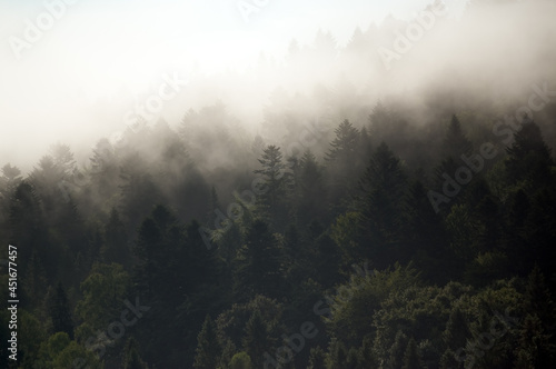 Krajobraz le  ny wierzcho  ki drzew las we mgle  