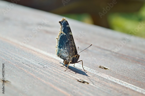 the mourning cloak (a species of butterfly)