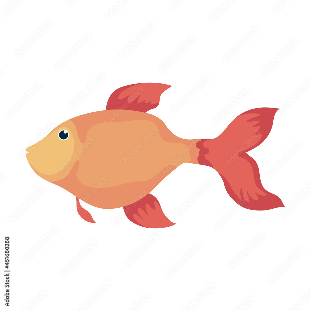 gold fish swiming gold fish swiming