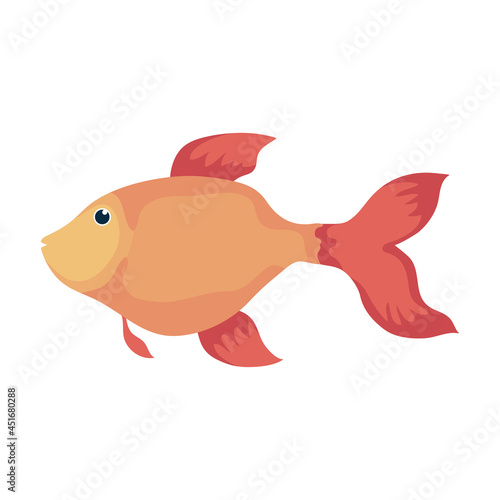 gold fish swiming