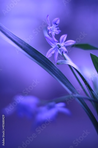 Macro photo of wild flowers with a blur effect