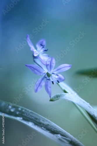Macro photo of wild flowers with a blur effect