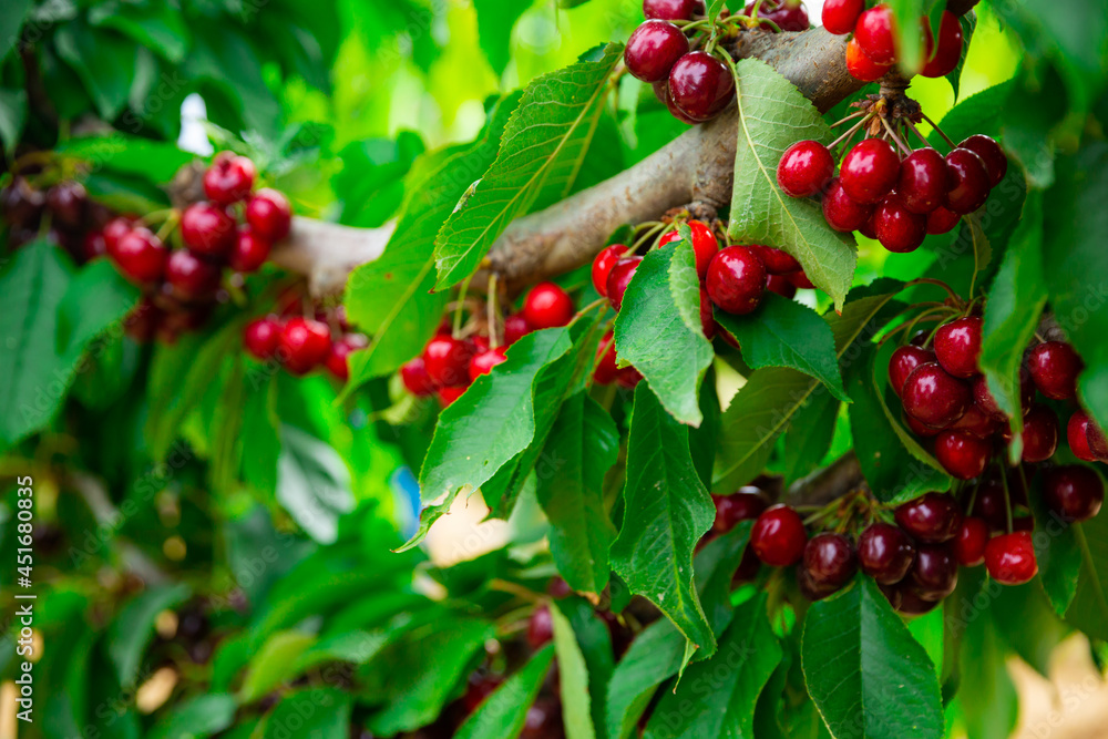 Red cherries hanging on a cherry tree branch at fruit plantation