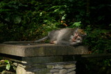 Bali - Macaque asleep on temple pillar