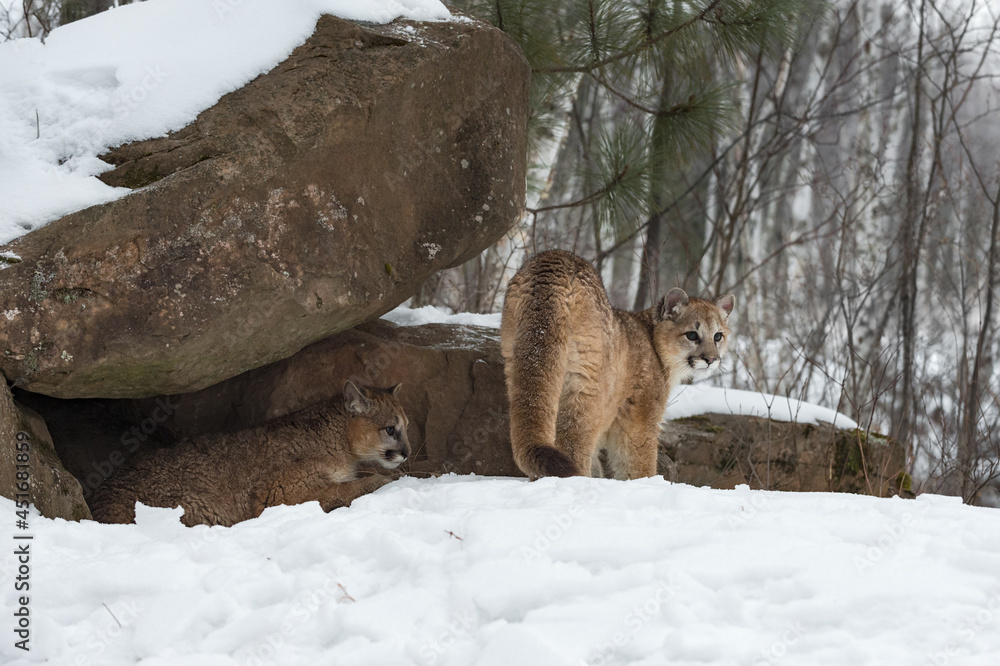 Obraz premium Female Cougars (Puma concolor) at Rock Densite Winter