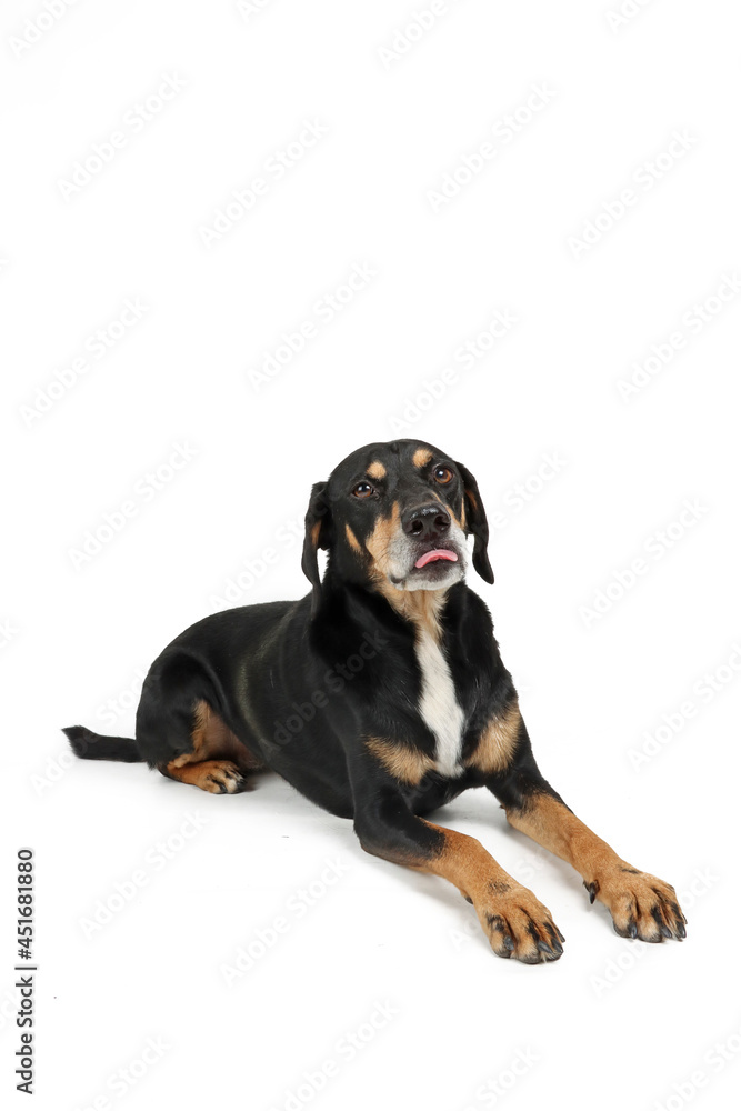 crossbred dog, isolated on a white background 
