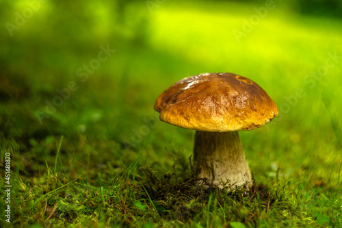 A thick edible white mushroom grows in the green grass in a clearing. Autumn delicacies.