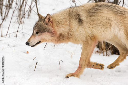 Light Colored Grey Wolf (Canis lupus) Trots Left Bloody Winter © hkuchera