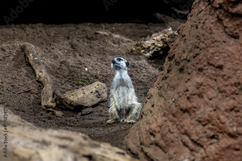 meerkat in the sand