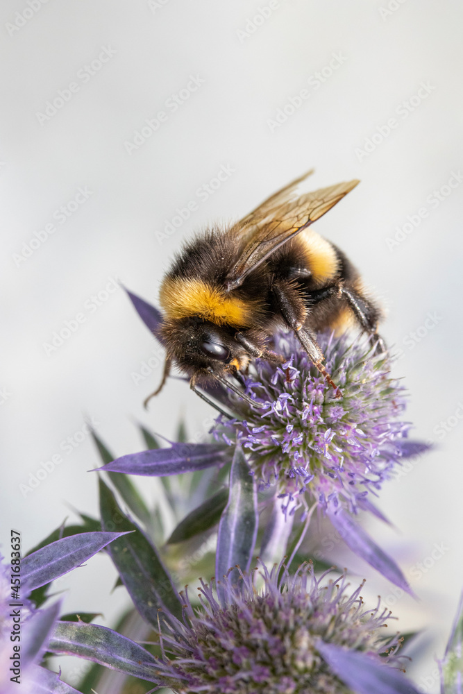 Bumble bee on Eryngium Bumble bee on Eryngium