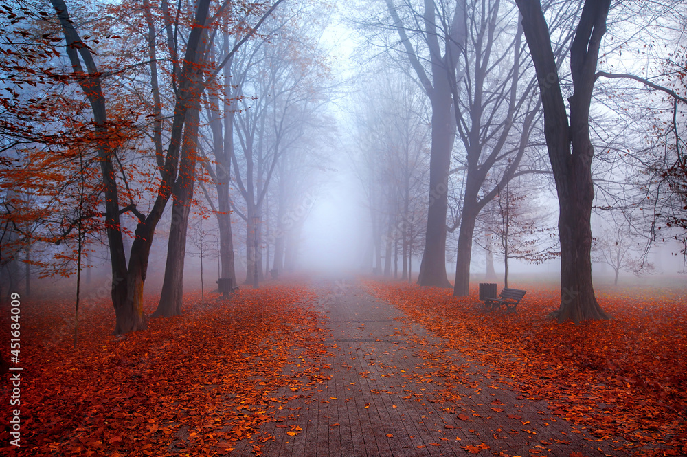 Fototapeta premium Paysage brumeux