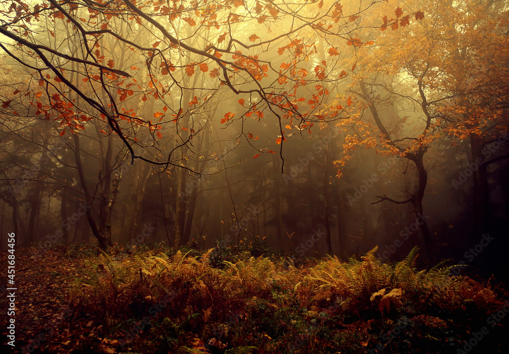 Mgła w lesie, jesienny krajobraz - obrazy, fototapety, plakaty 