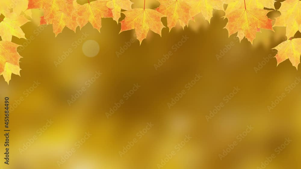 Maple yellow leaves sway and fall on the background of autumn nature and text Hello Autumn Maple yellow leaves sway and fall on the background of autumn nature and text Hello Autumn