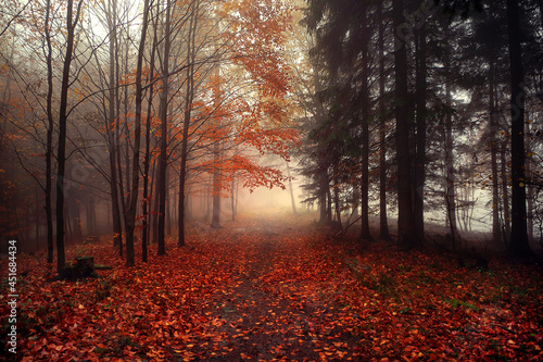 Jesienny krajobraz mglisty