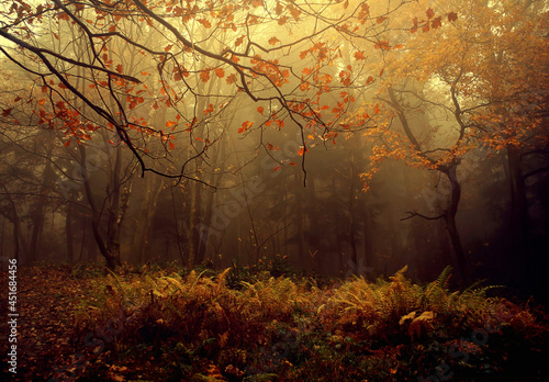 Naklejka Mgła w lesie, jesienny krajobraz
