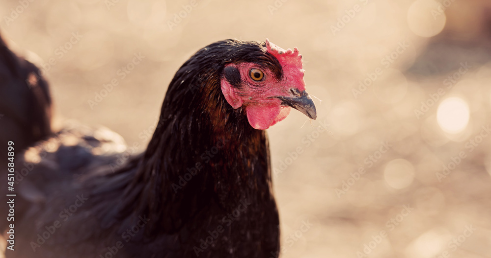 Closeup of a hen in a farmyard (Gallus gallus domesticus)
