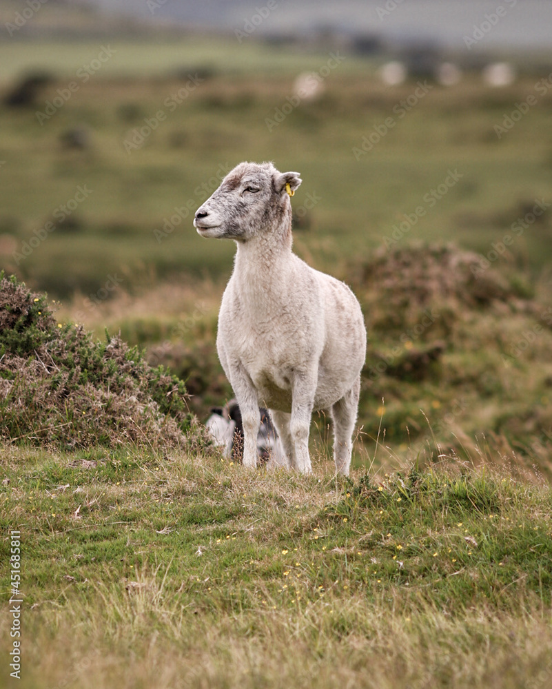 Naklejka premium Moorland Sheep