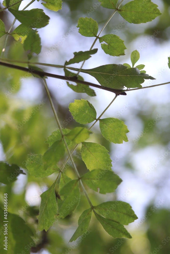 Fototapeta premium green leaves of a tree