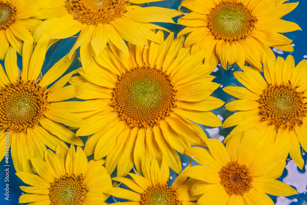 Flowers float in the water. Sunflower yellow flowers. Flowers float in the water. Sunflower yellow flowers.