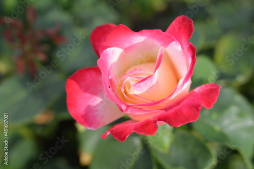 Pink rose flower close-up photo with blurred dark green background. Stock photo of gentle blooming plant.