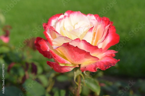 Pink rose flower close-up photo with blurred dark green background. Stock photo of gentle blooming plant.