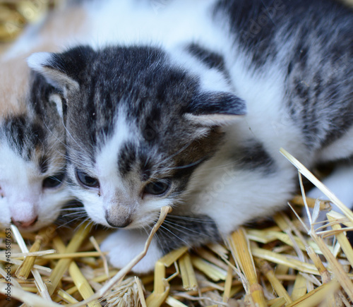 Two tiny two or three weeks old kittens with tricolor fur with spotted patches. They are lie on straw in old barn.
