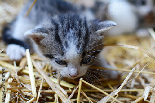 Two tiny two or three weeks old kittens with tricolor fur with spotted patches. They are lie on straw in old barn.