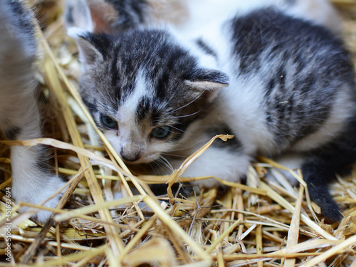 Two tiny two or three weeks old kittens with tricolor fur with spotted patches. They are lie on straw in old barn.