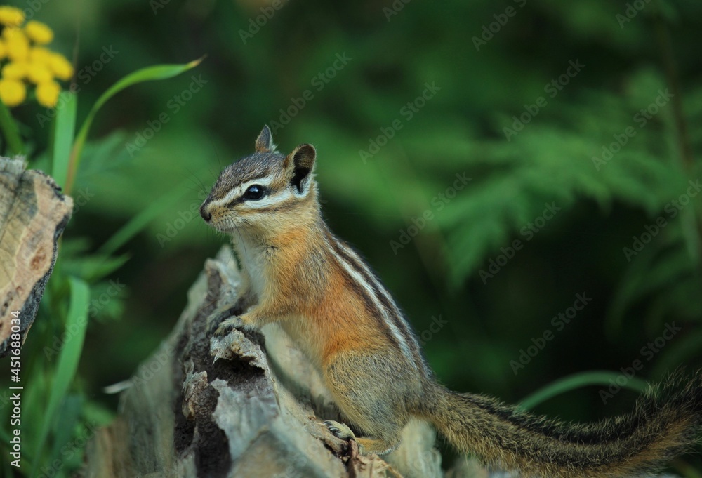Least chipmunk on log with yellow flower Least chipmunk on log with yellow flower