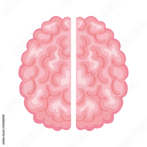 brain human organ
