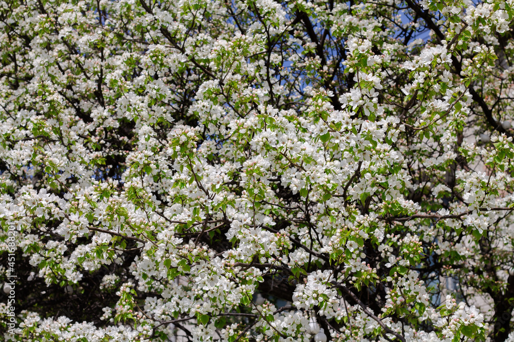 background of beautiful white flowers on a tree. spring photo.