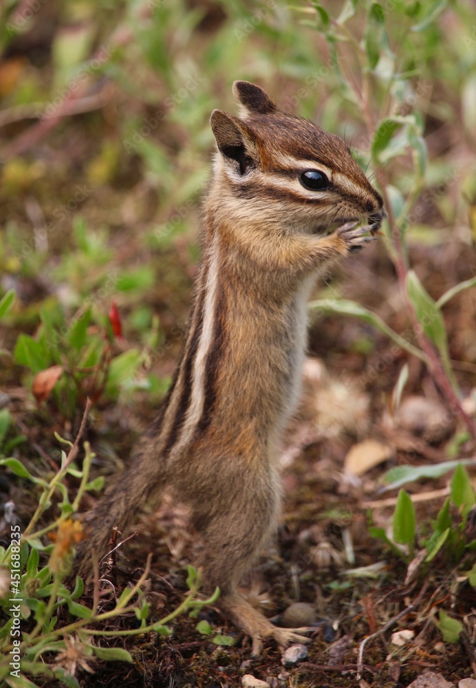 Naklejka premium A young chipmunk smells and eats small flowers