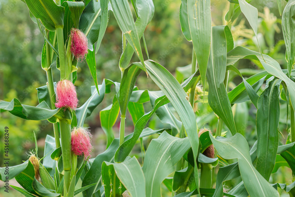 Obraz premium Female flower of sweet corn just like the colors beard of man.