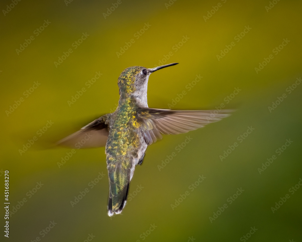 Fototapeta premium COLORFUL BACK FEATHERS OF FEMALE RUBY THROATED HUMMINGBIRD
