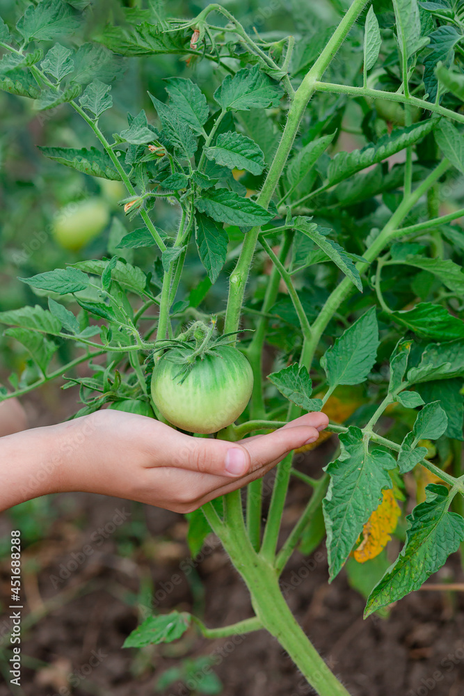 Unripe, green tomato on a branch in a farm garden. Green tomatoes on a bush, the cultivation of selected tomatoes in a greenhouse. Unripe, green tomato on a branch in a farm garden. Green tomatoes on a bush, the cultivation of selected tomatoes in a greenhouse.