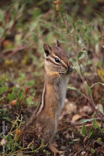 A young chipmunk smells and eats small flowers © Carine